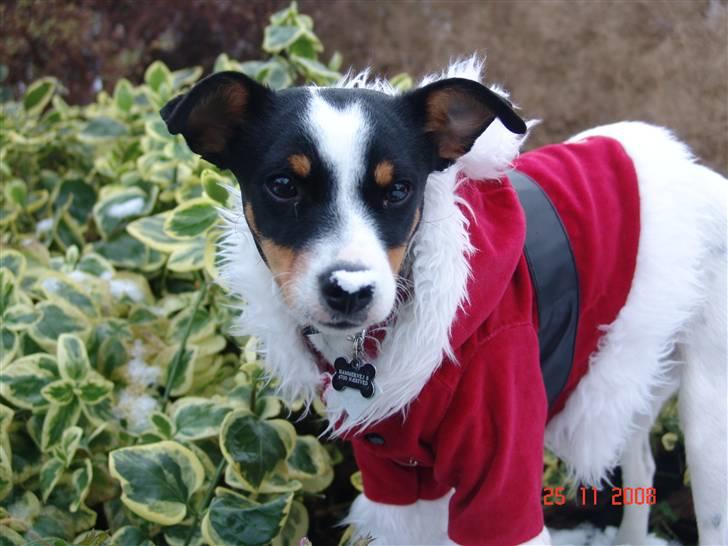 Dansk svensk gaardhund nuggi billede 11