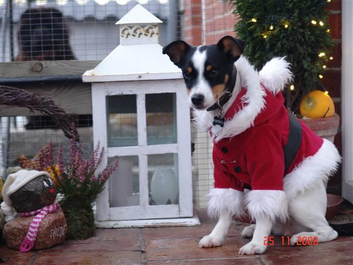 Dansk svensk gaardhund nuggi billede 12