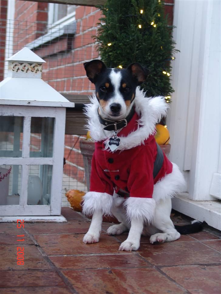 Dansk svensk gaardhund nuggi billede 13