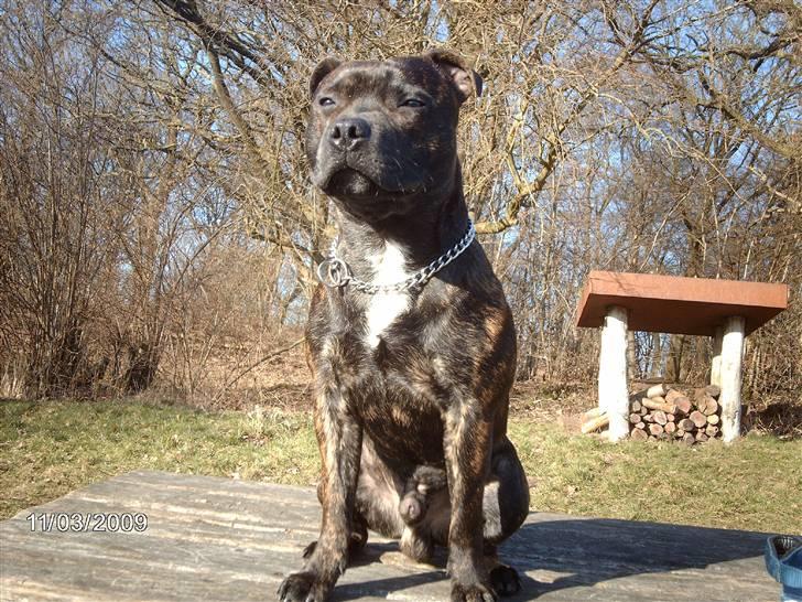 Staffordshire bull terrier $$Cæzar$$ - nyt 19-03 billede 2