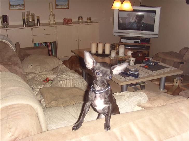 Chihuahua ***-Britney-*** billede 9