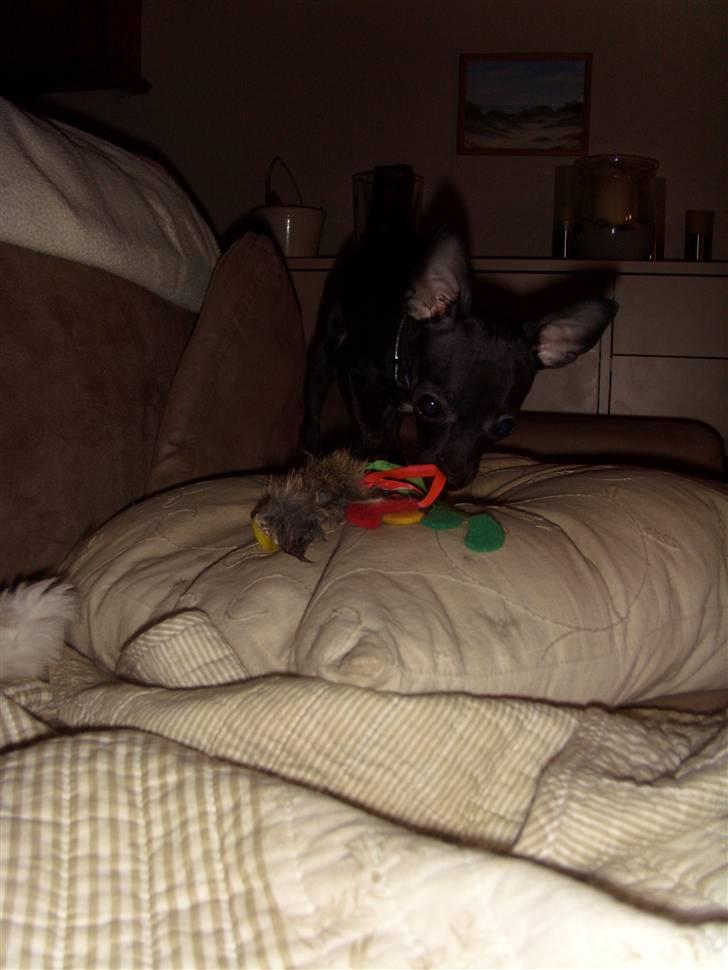 Chihuahua ***-Britney-*** billede 10