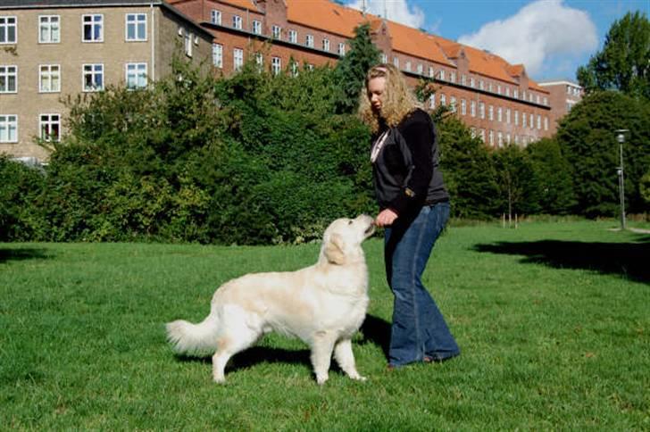 Golden retriever Walter - Walter i opstilling i parken. Godbidden holdes af Sabrina - som har to skønne Bullterriere billede 1