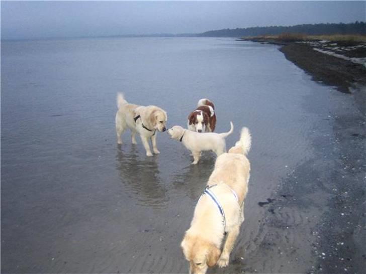 Golden retriever Walter - Walter, lillebror Holger, storebror Basil (Welsh Springer Spaniel) og bedste ven Balder på Køge strand billede 2