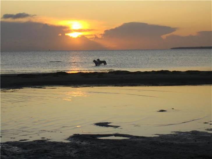 Golden retriever Walter - Balder og Walter på Køge strand en flot morgen billede 3