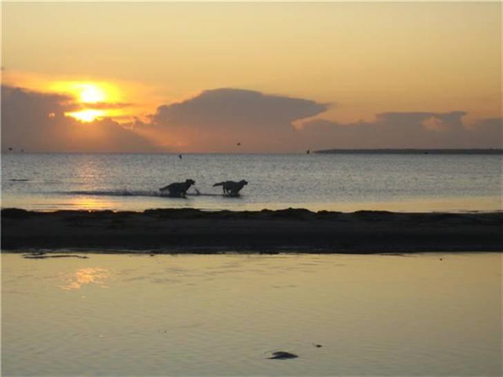 Golden retriever Walter - Begge billeder er taget af Balders mor Hanne billede 4