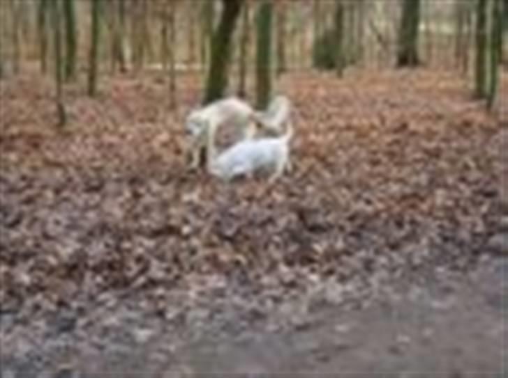 Golden retriever Walter - På tur i Bernstorffparken  billede 6
