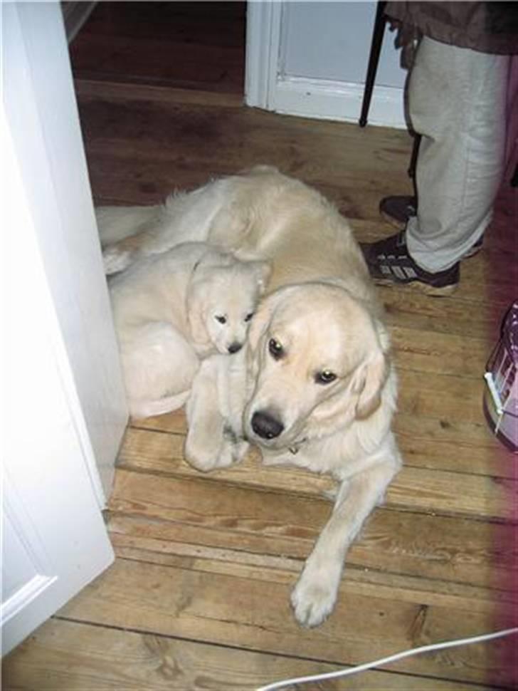 Golden retriever Walter - Er vi ikke søde mor?! billede 7