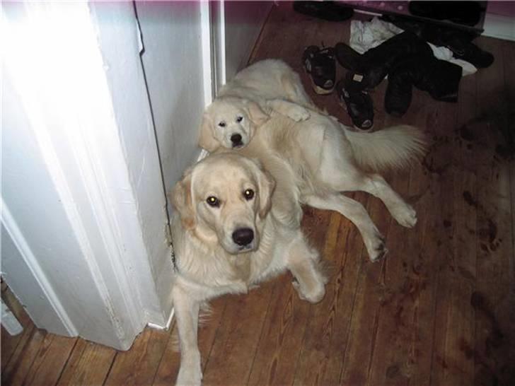 Golden retriever Walter - To trætte hunde billede 8