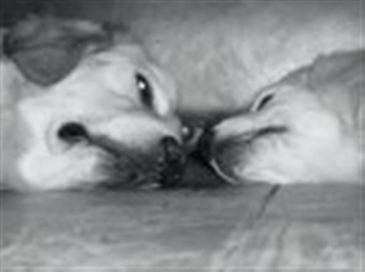 Golden retriever Walter - min næse er din næse... billede 9