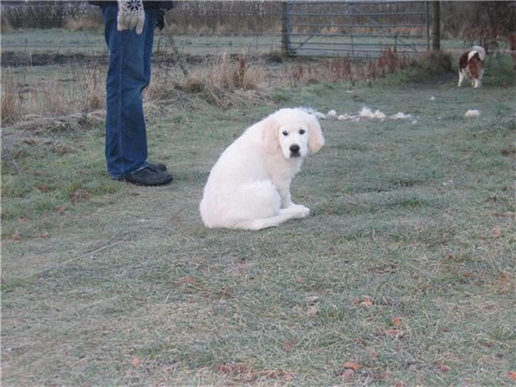 Golden retriever Holger - Her sidder jeg meget godt billede 3