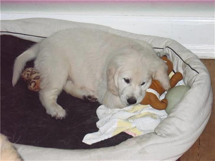 Golden retriever Holger - Holger i hans nye kurv dag 1 i hans nye hjem billede 4