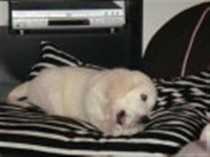 Golden retriever Holger - dejlig pude... billede 5