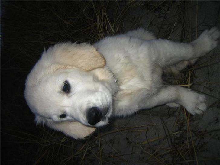 Golden retriever Holger billede 6
