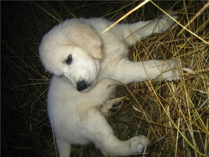 Golden retriever Holger billede 7