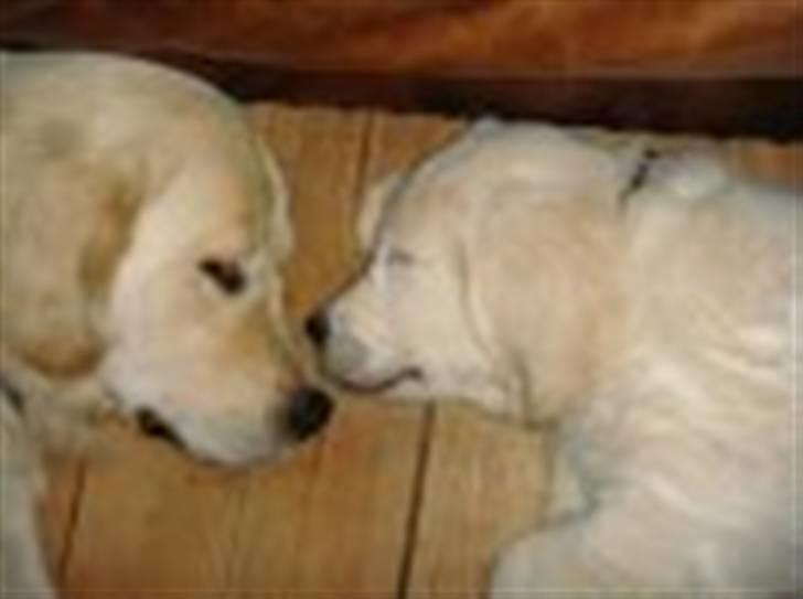 Golden retriever Holger billede 8