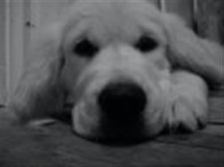 Golden retriever Holger - Jeg har set dig... billede 9