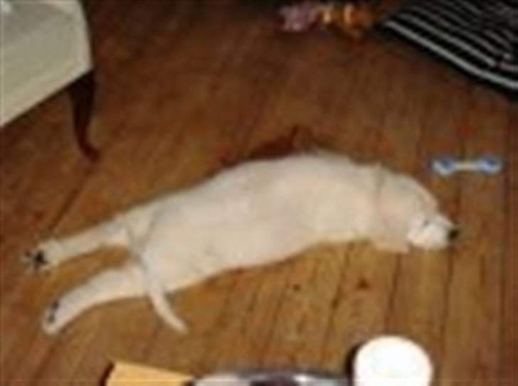 Golden retriever Holger - Her ligger man meget godt billede 11