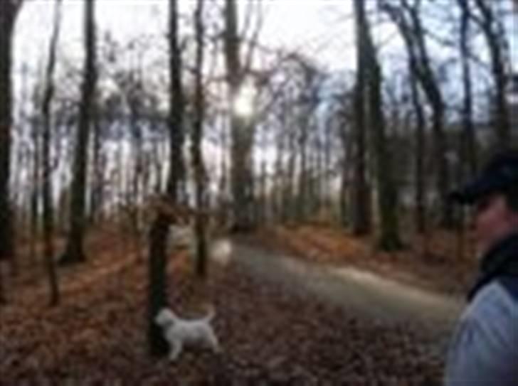 Golden retriever Holger billede 12