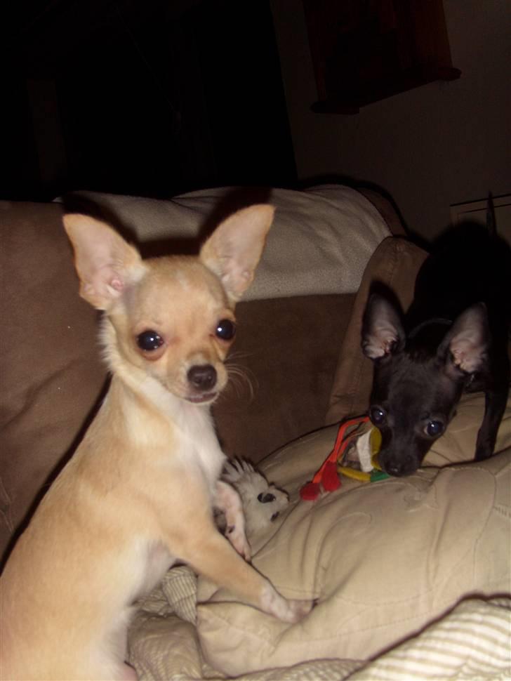 Chihuahua ¨˜”°º•Gucci•º°”˜¨ billede 15