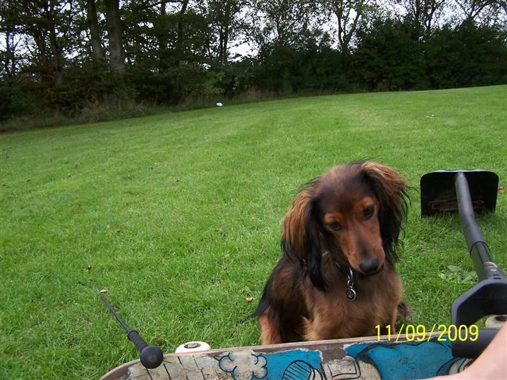 Gravhund Ernie - Give me highfive ;) billede 1