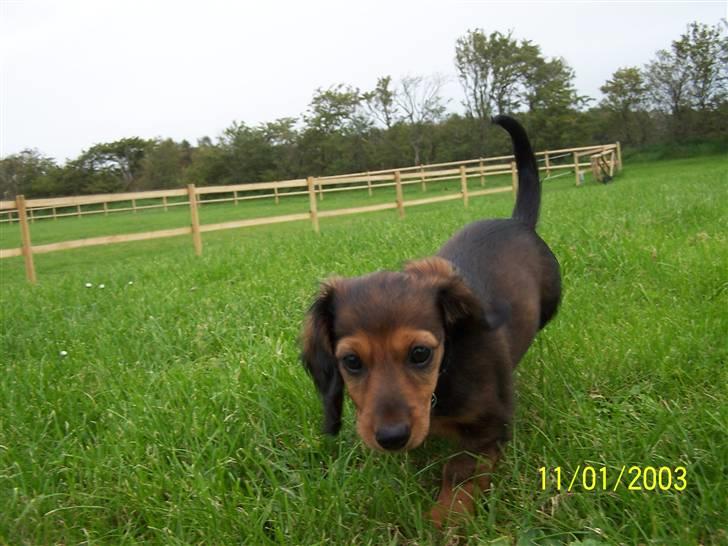 Gravhund Ernie billede 2