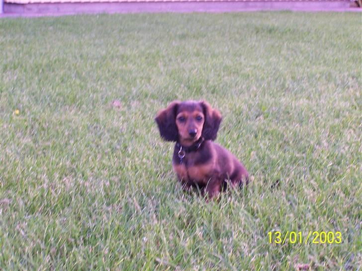 Gravhund Ernie billede 4