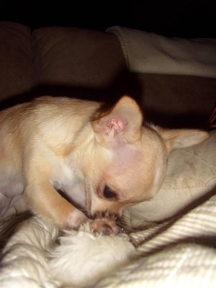 Chihuahua ¨˜”°º•Gucci•º°”˜¨ billede 16