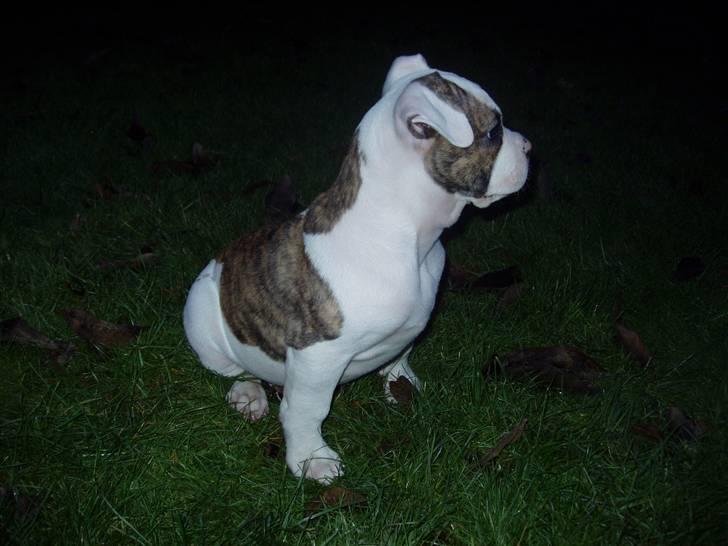 Amerikansk bulldog Kenzo billede 9