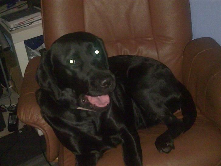 Labrador retriever Molly [himmelhund] - GAAAB!! Smut så... NU!!! Så hør dog efter menneske, jeg skal sove... billede 17