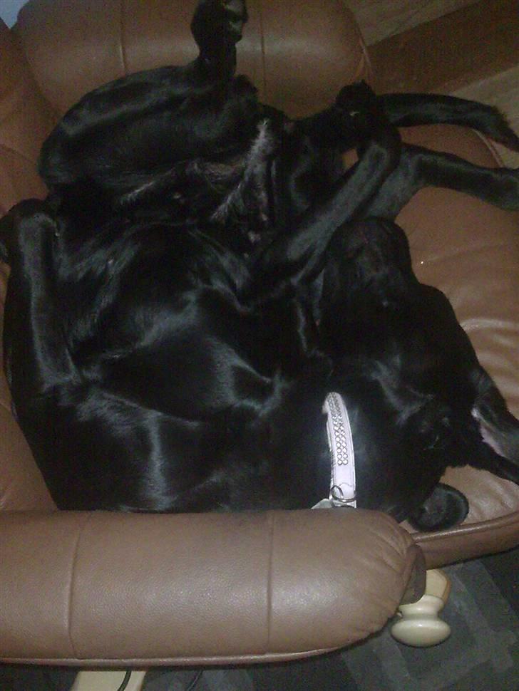 Labrador retriever Molly [himmelhund] - Ja ja, kan godt være det ser sjovt ud - mon har i prøvet at sove sådan her?? Man sover bare kanon godt... Og skrid så, hørte du ikke hvad jeg sagde?? Skal have min skønhedssøvn ;) billede 16