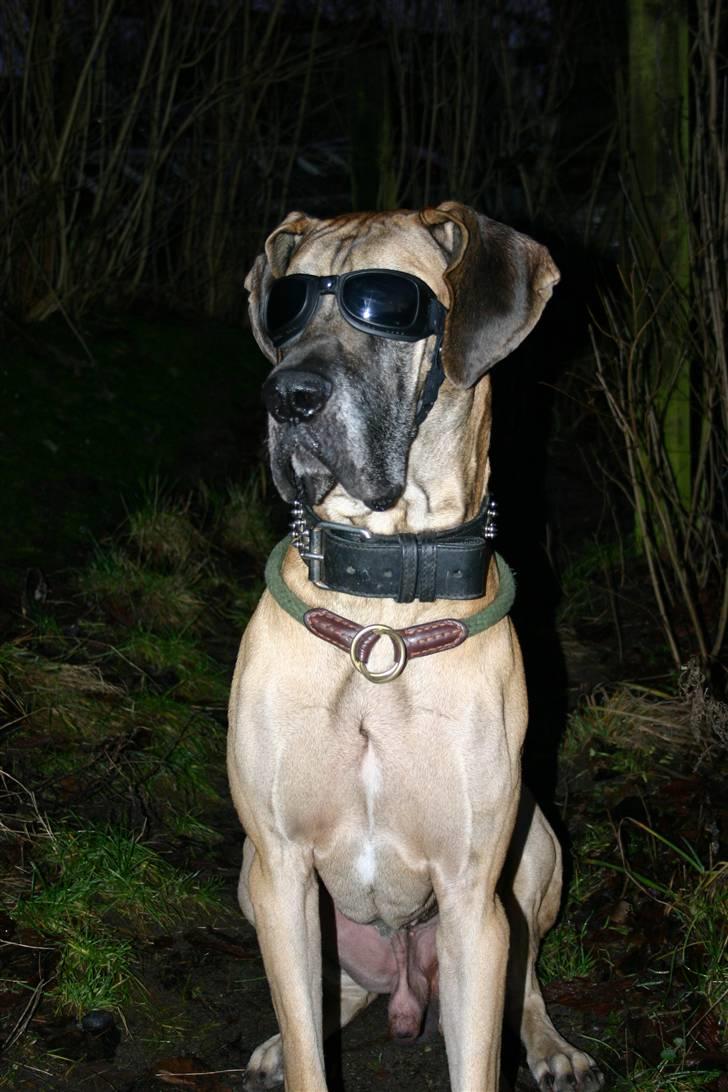 Grand danois Hugo billede 10