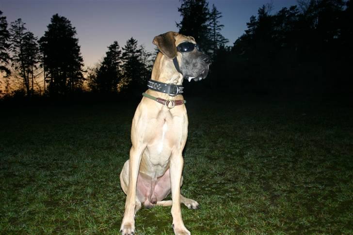 Grand danois Hugo billede 11