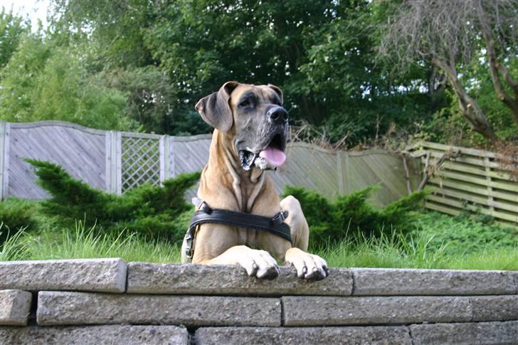 Grand danois Hugo billede 12