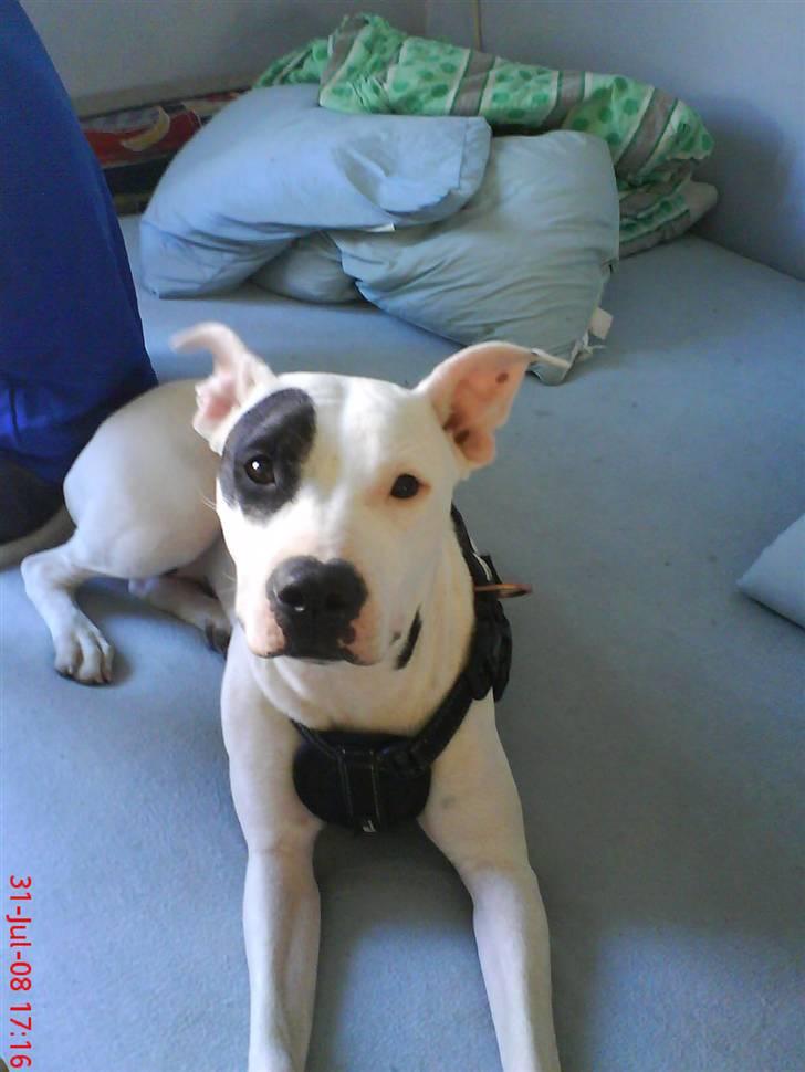 Amerikansk staffordshire terrier cleo - stadig en slapper billede 1