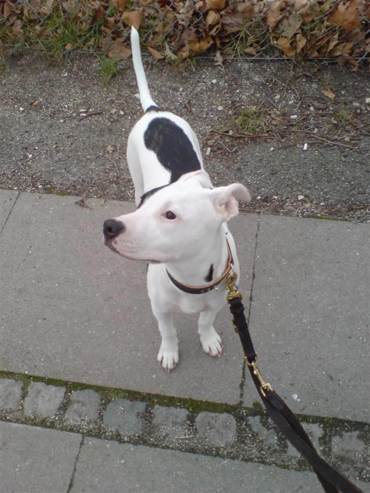 Amerikansk staffordshire terrier cleo - på tur 1 billede 2