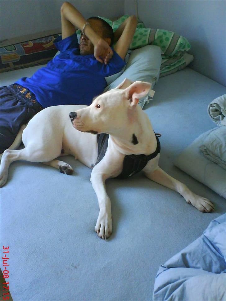 Amerikansk staffordshire terrier cleo - slapper billede 3