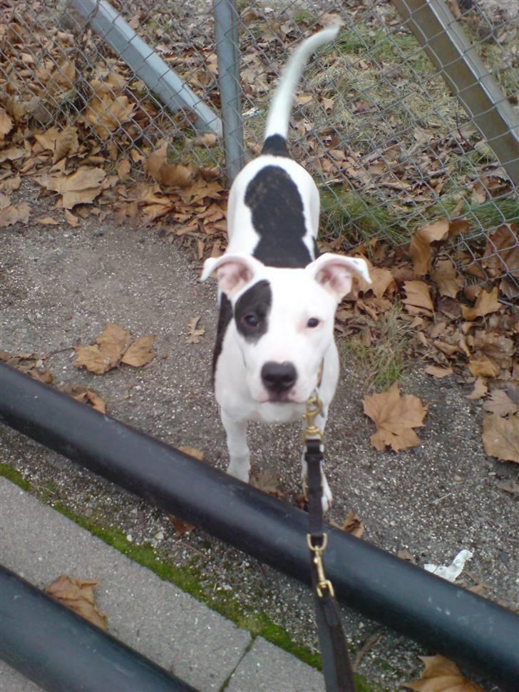 Amerikansk staffordshire terrier cleo - på tur... billede 4