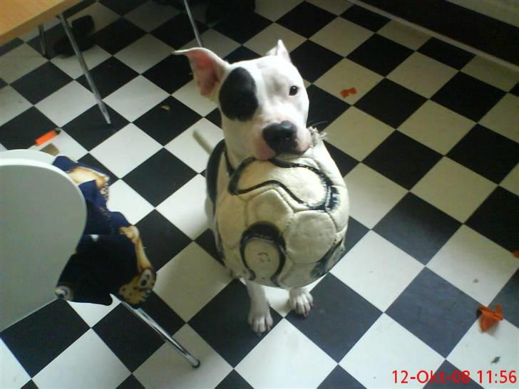 Amerikansk staffordshire terrier cleo - lege NU...!! billede 5