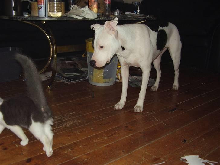 Amerikansk staffordshire terrier cleo - cleo med vores kat alfa "hendes sove body" billede 6