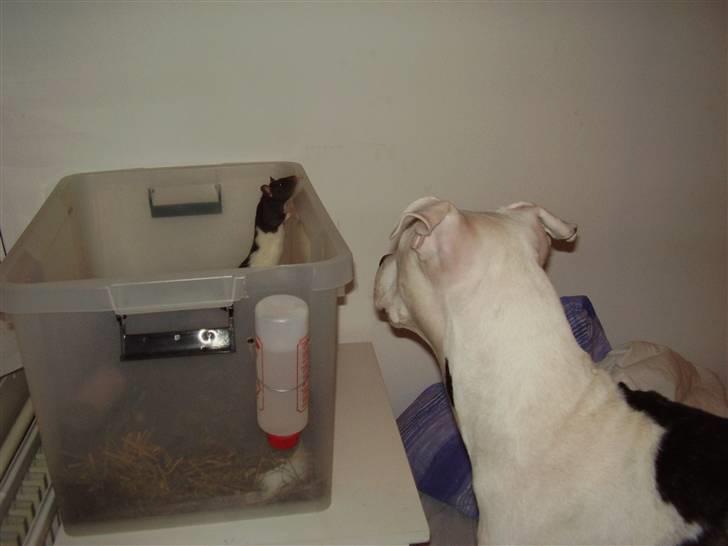 Amerikansk staffordshire terrier cleo - en af hendes mange veninder tildte billede 7