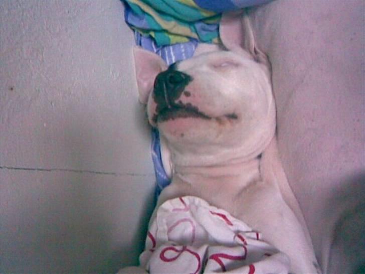 Amerikansk staffordshire terrier cleo - vi kalder hende snorkie  "sovetrynen" billede 8