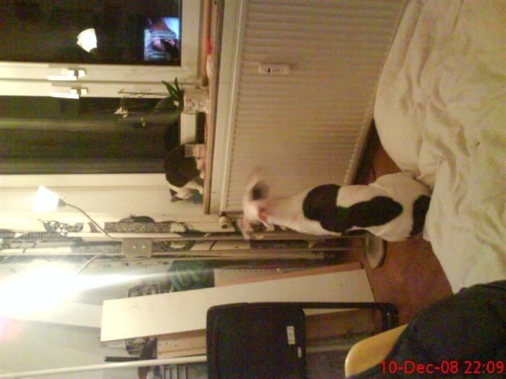 Amerikansk staffordshire terrier cleo billede 9