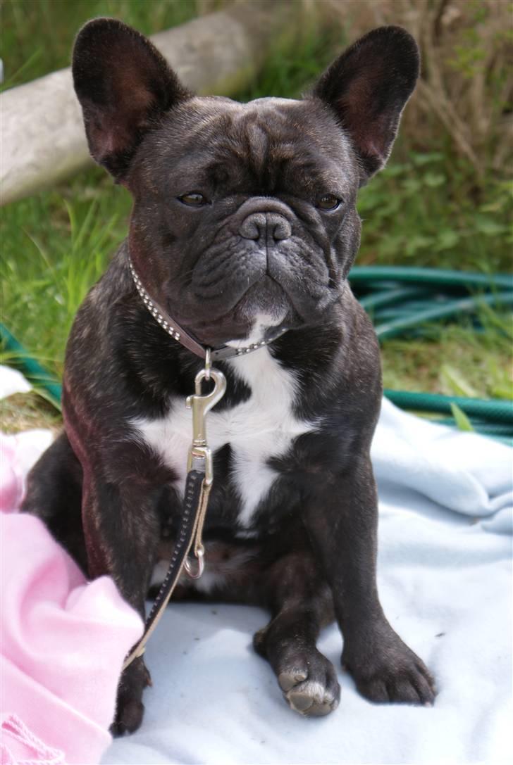 Fransk bulldog Lancomes Alba - ligger lige og tænker over livet billede 1