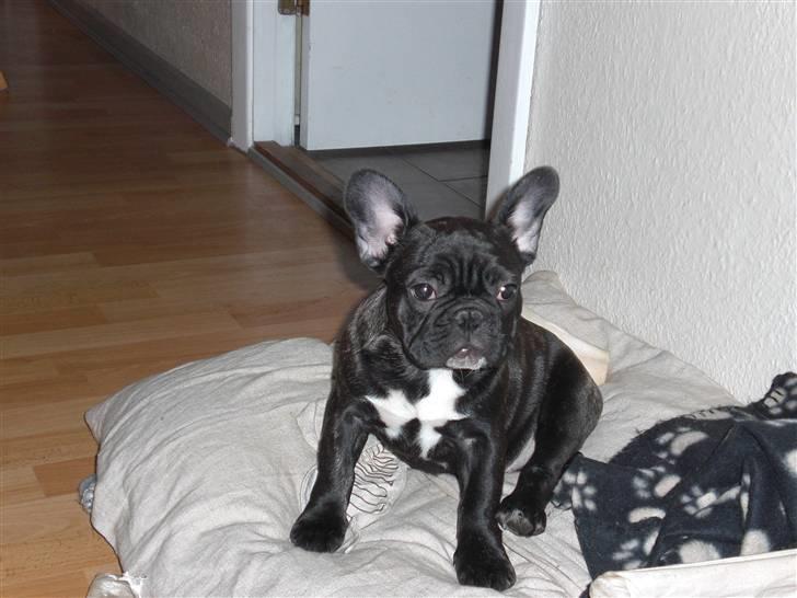 Fransk bulldog Lancomes Alba billede 6