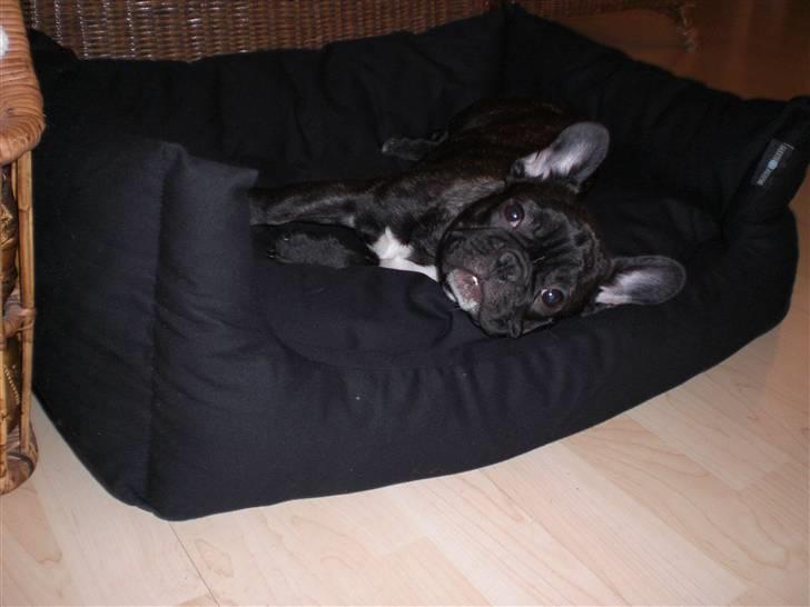 Fransk bulldog Lancomes Alba billede 7