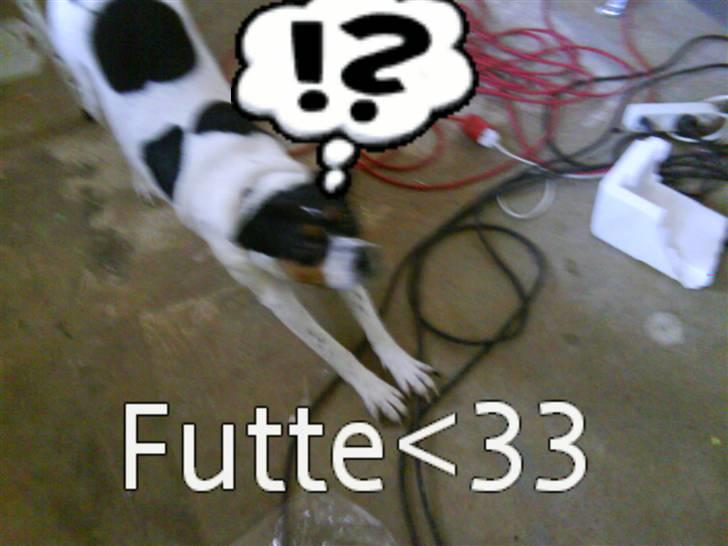 Dansk svensk gaardhund *****futte<3********** billede 19