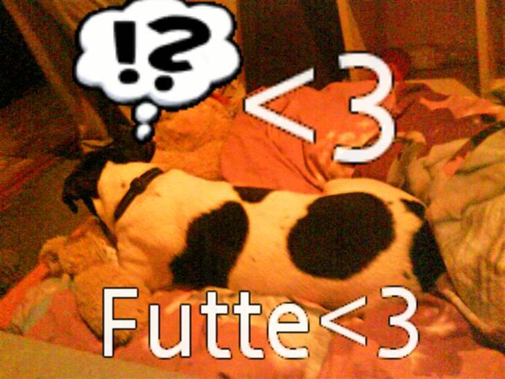 Dansk svensk gaardhund *****futte<3********** billede 20