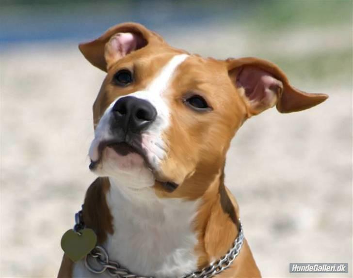 Amerikansk staffordshire terrier Great Vikings Angel Eye - Velkommen til Elviras profil..:D billede 1