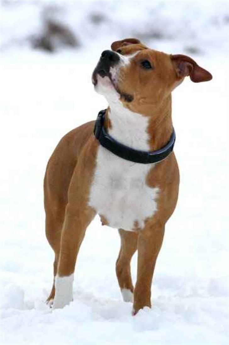 Amerikansk staffordshire terrier Great Vikings Angel Eye billede 2